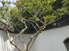 -上海醉白池公园