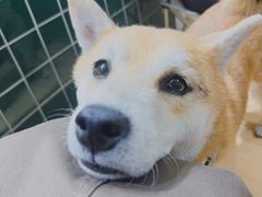 -是阿柴呀！柴犬咖啡·爱喵喵猫咖