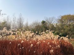 -梁鸿国家湿地公园