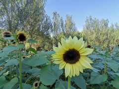 -长白岛森林公园