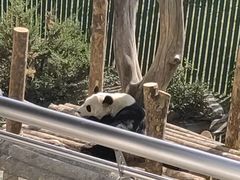 -沈阳森林动物园