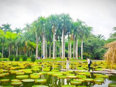 -中国科学院西双版纳热带植物园