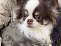 -美联众合动物医院·24h转诊中心