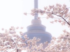 -中央广播电视塔