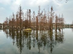 -白鹭湾湿地公园