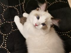 -momokira米努特·德文卷毛猫·棉花面纱犬