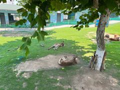 -西霞口神雕山野生动物世界