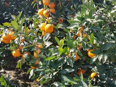 -前小桔亲子创意农场·草莓采摘·露营烧烤