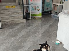 -瑞派宠物医院东莞中心医院·24H转诊·异宠(新河北路院)