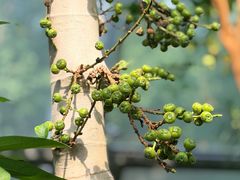 -北京植物园-展览温室