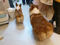 -我爱猫咪·猫咖·狗咖·安哥拉兔·羊驼咖(小寨华旗店)