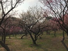 -无锡梅园公园