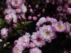 -三圣花乡旅游区