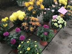 -北戴河集发农业梦想王国