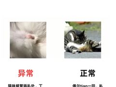 -康成宠物医院24H·CT·核磁共振