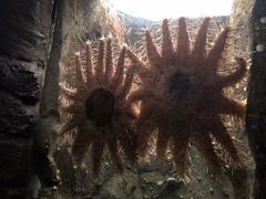 -悉尼海洋生物水族馆