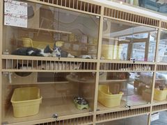 -钦宠·猫咪售卖·洗护·寄养(东圃旗舰店)