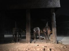 -清迈夜间动物园