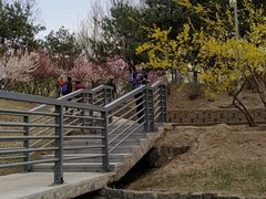 -大兴滨河森林公园