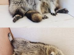 -浣熊柯尔鸭土拨鼠·电玩咖