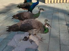 -汕尾铜鼎山旅游区