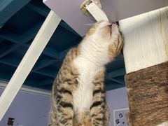 -喵屿·大理花园猫咖