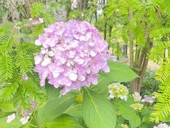 -合肥滨湖国家森林公园