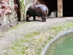 -清迈夜间动物园