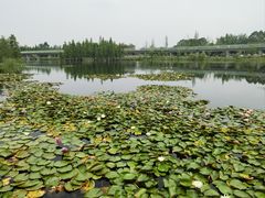 -白鹭湾湿地公园