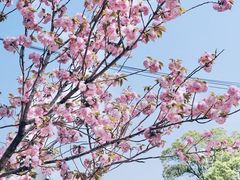 -高东镇樱花园