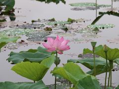 -荷塘月色湿地公园·向阳花洲