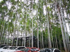 -桉树林A coffee 森林餐厅(三圣乡店)