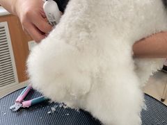 -宠福鑫动物医院·动物疾病诊疗中心(天通苑店)