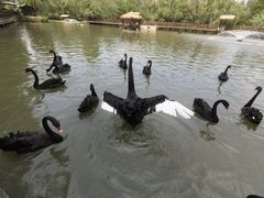 -溱湖国家湿地公园