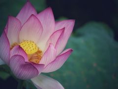 -荷塘月色湿地公园·向阳花洲