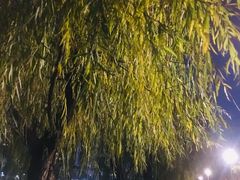 -光明港公园