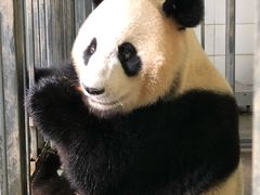-都江堰中华大熊猫苑