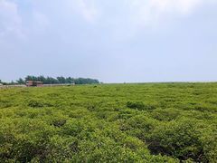 -北海金海湾红树林生态旅游区