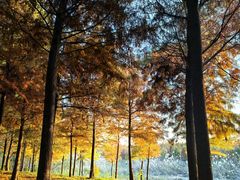 -合肥滨湖国家森林公园