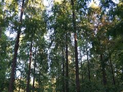 -黄海国家森林公园