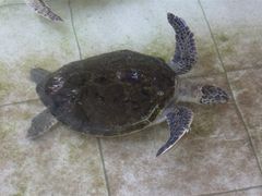 -广东惠东海龟国家级自然保护区