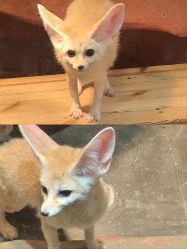 -Zoolung Zoolung动物主题公园(海信广场店)