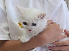 -瑞派·关忠动物医院猫科外科·异宠·24小时转诊中心(祥云店)
