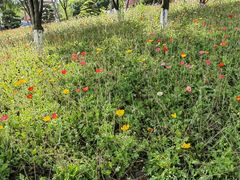 -铁山坪森林公园