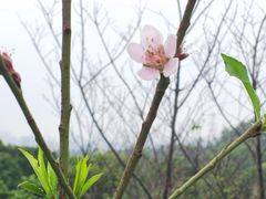 -深圳仙湖植物园