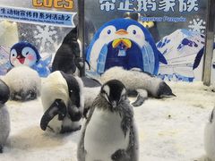 -帝企鹅自助餐厅•儿童岛•真企鹅(长隆企鹅酒店)