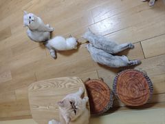 -Meowの猫咖(万家丽店)