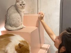 -猫儿山۰猫主题餐厅