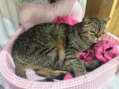 -纳吉亚猫专科动物医院博雅分院