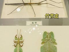 -上海昆虫博物馆